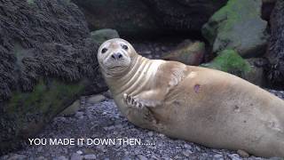 Ravenscar Seal Colony on the Yorkshire Coast [upl. by Hadias]