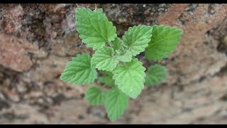 Environmental ExperienceNepeta cataria plant catnip plant catmint plantcatsworth plant [upl. by Joell]