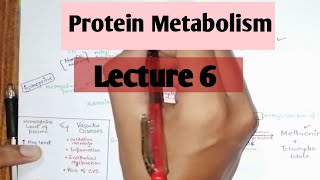 Metabolism of Methionine and Related Clinicals  Lippincot ch 20 [upl. by Orian]