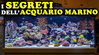 I SEGRETI DELLACQUARIO MARINO UNA GUIDA PER PRINCIPIANTI  VITA ANIMALE [upl. by Assillim789]