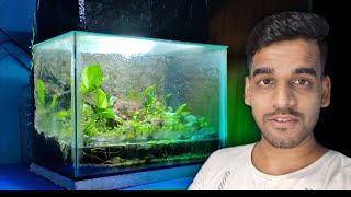 I Made 99 Aquatic Plants Paludarium as a Storage Tank [upl. by Nabois]