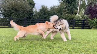 Golden Retriever And Giant Husky Are Best Friends But They Are Crazy [upl. by Ramin]