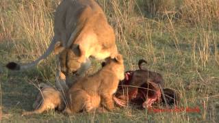 Lion cubs and mothers playing and eating get interrupted by Daddy [upl. by Tati]