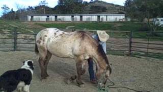 teaching a horse to bow part one David Lee Archer [upl. by Gmur]