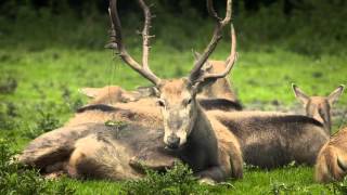 Natuurpark Lelystad [upl. by Marmaduke]