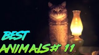 Best Animals Coub 11  Лучшие кубы с животными №11 Январь 2019 [upl. by Cruickshank]