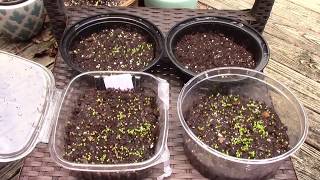 Cacti and Pilea Peperomioides Seedlings Update [upl. by Sluiter]