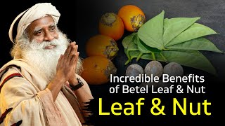 Incredible Benefits of Betel Leaf amp NutSadhguru [upl. by Marabel]