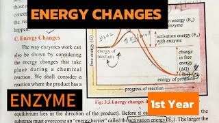 Energy ChangesMechanism Of Enzyme CatalysesEnzyme1st year studywithbotanist6759 [upl. by Zipporah]