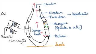 ANIMAL KINGDOM CHARACTERS OF PHYLUM PORIFERA CBSEISC 11 [upl. by Mickelson]