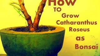 How to Grow Catharanthus Roseus as Bonsai [upl. by Gildas937]