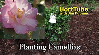 Planting Some New Camellias  Fall Flowering Evergreen Shrubs [upl. by Tlok]