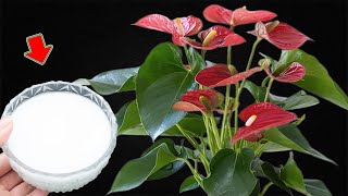 1 Cup A Week Anthurium Without Flowers Suddenly Explodes With Thousands Of Flowers [upl. by Ennayoj]