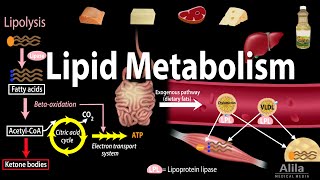 Lipid Fat Metabolism Overview Animation [upl. by Lark]