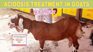 Acidosis Treatment In Goat । बकरीयो मे फूड पोयजन का उपचार [upl. by Aifoz]