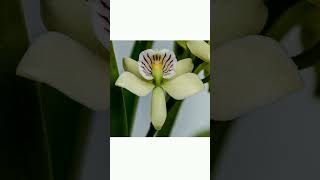 Prosthechea radiata in Orchid Family Orchidaceae  Observed in Description [upl. by Ordnassela]