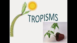 TROPISM plant response to environment  introduction  life science grade 12 ThunderEduc MSAIDI [upl. by Nortyad]