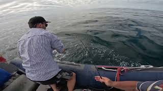 YELLOWTAIL AMBERJACK IN MOSSELBAY fishing yellowtail southafrica [upl. by Sidras612]