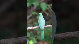 Blue Bearded Bee Eater Bird Eating Grasshopper birds shorts ytshorts viral [upl. by Erine]