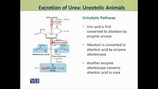 Excretion of Urea Ureotelic Animals  Animal Physiology and Behavior Theory  ZOO502TTopic189 [upl. by Adym]