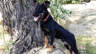 Tracking amp Scent Work Training with a Young Australian Kelpie [upl. by Aerdna]