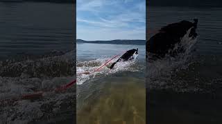 Waterdog dog bestfriend water beachlife labrador [upl. by Dikmen616]