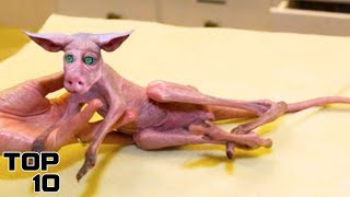 Top 10 Animal Cloning Experiments That Went Horribly Wrong [upl. by Fernandes888]