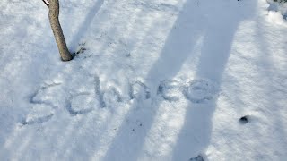 Feigenbaum richtig zurück schneiden  Schnee  Faruk Kanoglu [upl. by Raleigh557]