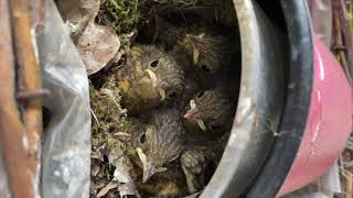 Rotkehlchen Nest Balkon 2021 Frühling [upl. by Mccormac]