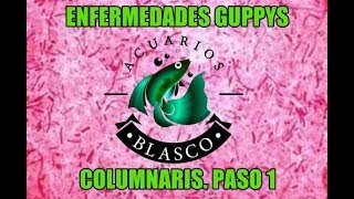 ENFERMEDADES GUPPYS COLUMNARIS PARTE 1 [upl. by Atiuqcir]