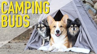 Corgi Puppies playing 4 weeks [upl. by Binnings]