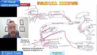 37 Facial nerve anatomy [upl. by Sergias]