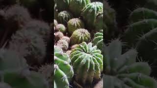 cactus plant 🌵🌵🌵🌵 [upl. by Weld]