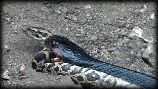 Indigo Snake Eats Python 02  Snake Cannibalism [upl. by Oconnor]