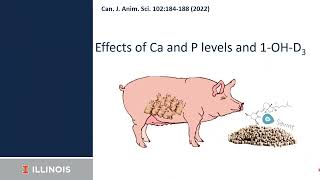 Vitamin D and vitamin D metabolites impact on calcium and phosphorus balance in gestating sows [upl. by Novelia]