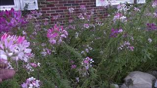 Cleome SpinosaHassleriana properties and uses [upl. by Leahkim]