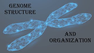 40 Genome Structure and organization  شرح تنظيم الجينوم وهيكله [upl. by Armbrecht75]