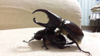 フローレンシスニセヒメカブトの交尾【Florensis Fighting Beetle is mating】 [upl. by Nykal956]