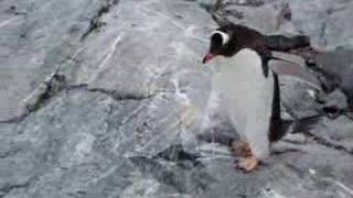 Petermann Island Antarctica Ezelspinguïn [upl. by Eiramesor]