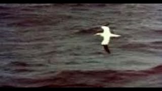 Seabirds In Flight By Island Of Boreray On Visit To Archipelago Of St Kilda North Atlantic Scotland [upl. by Lillis]