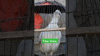 Titer Voice❗Francicoline Sound❗titer lover❗shortsfeed shortsviral aviary explorers birds aseel [upl. by Einnig760]