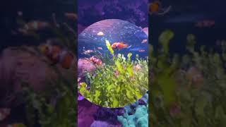 Marine Life Wonders Clownfish Playing in a Beautiful Ocean Aquarium shorts relax  Cagolla pet [upl. by Naedan]