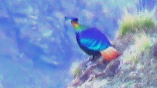 Himalayan Monal Male Bird  1 [upl. by Kunz222]