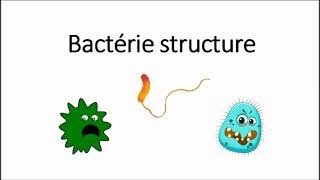 Bactérie structure [upl. by Charita]