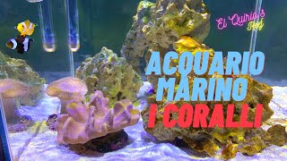 12 Come allestire un acquario marino  Parte 7  I primi coralli [upl. by Vary]