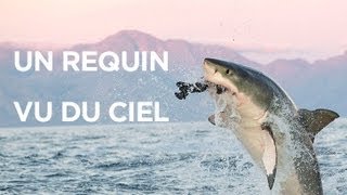 Un requin vu du ciel  le mois des requins [upl. by Bixler]