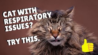 Cat Respiratory Infections  Easy Remedy  Two Crazy Cat Ladies [upl. by Novyert]