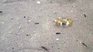 Fastest Crab Ever [upl. by Cimah]