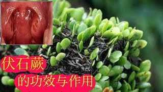 伏石蕨 99 的人不知道它有这种功效的植物。Sisik Naga Lemmaphullum microphullum [upl. by Britteny]