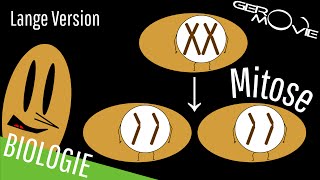 ► Mitose  verständlich erklärt  Lange Version [upl. by Ayoj]